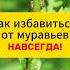 Как избавиться от муравьев навсегда дача огород сад вредители тля муравьи лайфхак