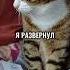 ЗВОНОК В ДВЕРЬ Я БЫЛ В ШОКЕ 2 ЧАСТЬ котики животные юмор