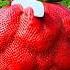 Strawberry Ai Sunnight Sn2sg Sunnightmusic Cut Open Juice Fruit Berry Red Fancy Harvest