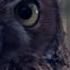 Nuclear Blast Fan Video Contest Nightwish The Crow The Owl And The Dove