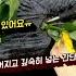 고구마 옆으로 깊숙히 넣어주는 간단한 방법 한줄기로 2 3줄기 늘리는방법 고구마 심기 좋은날