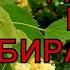 Когда и как собирать липовый цвет Сбор цветков липы в разгаре