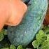 Let S Crack Open Those Juicy Watermelons Fruitlovers Fruitcutting Watermeloncutting