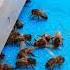Drone Bee Gets Evicted