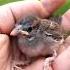 This Girl Found A Baby Bird Trapped In A Net And Then Raised It With Love