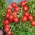 These Green Balls Will Win Your Heart See How Easy They Are To Make