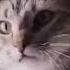 MEOW MEOW REMIX 1 HOUR