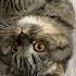 Сьемка сделана в середине 90 х Cat видосыоткота юмор Scottishfold рекомендации кот топ
