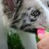 Teach Your Dog To DROP Dog Training By Kikopup
