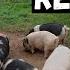 We Can T Keep Them All Herd Reduction Freezer Fill Up