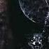 Moonspell Of Dream And Drama Midnight Ride