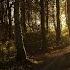 DARK FOREST Ambience And Music Sounds Of Dark Misty Forest With Ambient Music 4K Relaxing