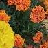 цветы сад музыка позитив Fleurs русь гусли Blossom Flores прогулка Joy Positivevibes