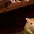 Hide Seek Unlimited Tiny Mice Outsmart Curious Cats In 3 Hour 4K Marathon Cat TV For All Day
