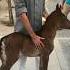 Behind The Scenes Of Ertugrul Ghazi Shorts Ertugrulghazi Behindthescene Freepalestine