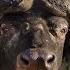 Cape Buffalo Hunting 101 With Kevin Robertson