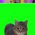 Sound Effects Of Spinning Cat W W OIIA OIIA Shorts
