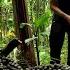 The Secret Of Wild Palm Fruit A Gift From The Mountains To Traditional Food