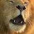 Loin Sounds Effects Roaring Compilation Videos Simba Sounds Loins Art Safari Sound Babycat