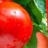URGENTLY GIVE SODA TOTOMATOES AND YOU WILL HARVEST IN BUCKETS UNTIL AUTUMN CARE OF TOMATOES