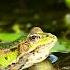 Frogs Qurbaqa Ovozi Batqoq Tovushi Tabiat