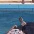 Ghana Grind Hard In A Pool Gone Sexual
