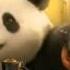 Panda And Alisa Cheering