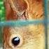 Белочка рыженький зверёк с хвостиком пушистым Squirrel A Red Haired Animal With A Fluffy Tail