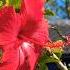 Hibiscus 大红花 扶桑花 马来西亚国花 Aussie