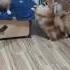 он у меня внутри живёт он мне покоя не даёт Pomeranian Music Dog Pets померанскийшпиц
