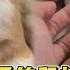 夠了哦 天竺鼠被摸嘴邊肉 嚴肅臉伸手拒絕飼主騷擾XD TVBS新聞 擠看看 Shorts