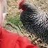 Jamerrill S Suddenly Homesteading UPDATE Guinea Hens Planting Potatoes IKEA BEDS