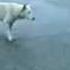Собака танцует Dog Dancing