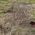 Beautiful Mongolian Pheasanthunting Pheasants Gsp Pointer Huntingdog Birdhunt Birddog Hunt