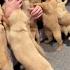 Golden Retriever Puppies Reunite With Nurse Who Delivered Them ViralHog