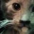 Jedi Kittens Strike Back