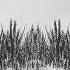 Bobby Cool Waves Of Grain Acoustic