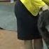 Тибетский мастиф 3 Tibetan Mastiff Выставка Русский север Собаки