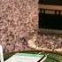 Qibla Eng 16
