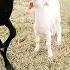 Mere Munne Bhul Na Jana Tu Apna Farj Nibhana Dhoodh Ka Karj Chukana