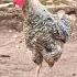 Rooster Crowing Sound Viral Shorts