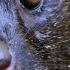 A Mongoose And Black Mamba Fight To The Death