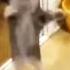 Happy Happy Happy Happyhappyhappy Cat Meme Memes кот кошки