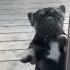 Dag Dance Funny Short