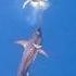 Swordfish Attacks Giant Squid