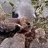 Black Winged Kite Birds BirdsOfInstagram BirdLovers WildBirds PetBirds BirdTok Popular On TikTok15
