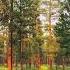 Soothing Music With Nature Sounds For Sleep Birds Chirping In Forest Healing Music For The Heart