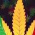 Wanna Get High I Karøli L W Izzi Jay