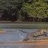 Jaguar Attacks Crocodile Cousin EXCLUSIVE VIDEO National Geographic