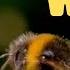 Bees And Wasps For Kids Learn All About These Interesting Insects